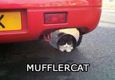 LOLcats