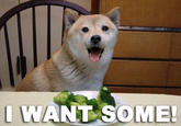 Broccoli Dog