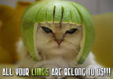 Limecat