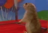 Dramatic Chipmunk / Drama Prairie Dog