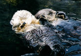 Otters Holding Hands