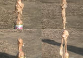 Diet Coke and Mentos
