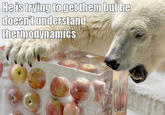 Apples Bear