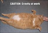 Gravity Cat