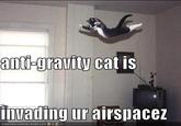 Gravity Cat