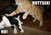 Surprise Buttsecks
