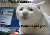 Serious Cat