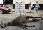 Dead horse