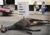 Dead horse