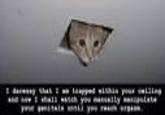 Verbose Memes