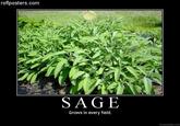 Sage