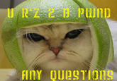 Limecat
