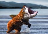 Bearsharktopus