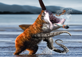 Bearsharktopus