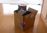 Maru the Cat
