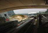 Monorail Cat