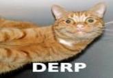 DERP