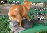 A cat is fine too....