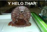 Y helo thar