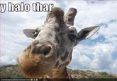 Y helo thar