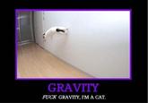 Gravity Cat