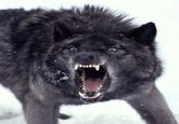 Insanity Wolf