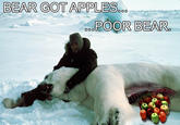 Apples Bear