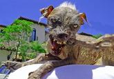 Cynical Dog