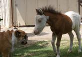 MINI HORSE: a tale of horses that are smaller...