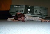 HUEG LIKE XBOX/XBOX HUEG