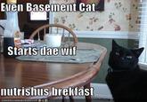 Basement Cat