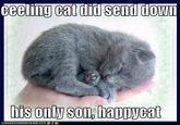 Happy Cat