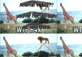 WTF H4X