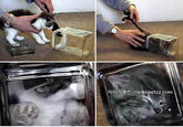 Bonsai Kittens