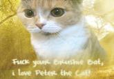 Peter the Cat (The King of /b/)