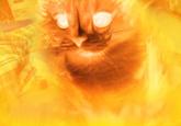 Peter the Cat (The King of /b/)