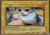 Peter the Cat (The King of /b/)