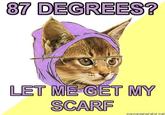 Hipster Kitty