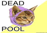 Hipster Kitty