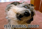 Dorgas