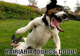Dorgas