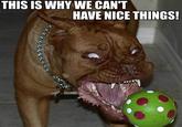 This Is Why We Can't Have Nice Things