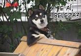 Cool Dog