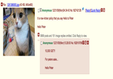 Peter the Cat (The King of /b/)