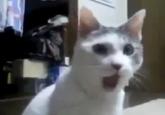 OMG Cat