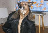 Human Dog
