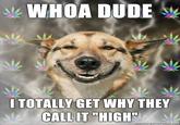 Stoner Dog