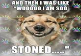 Stoner Dog