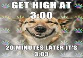 Stoner Dog