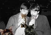 Boozecats